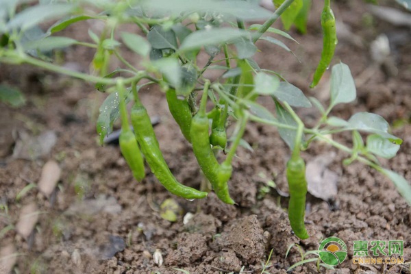 河南商丘夏邑县黄瓜基地_黄瓜种植效益_夏邑黄瓜种植致富