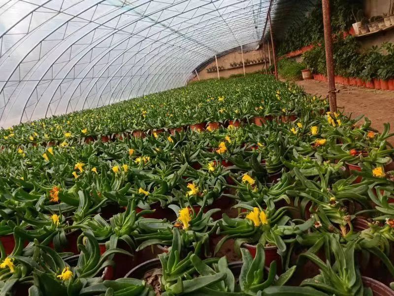 致富花卉种植视频_花卉栽培视频_种植花卉的视频