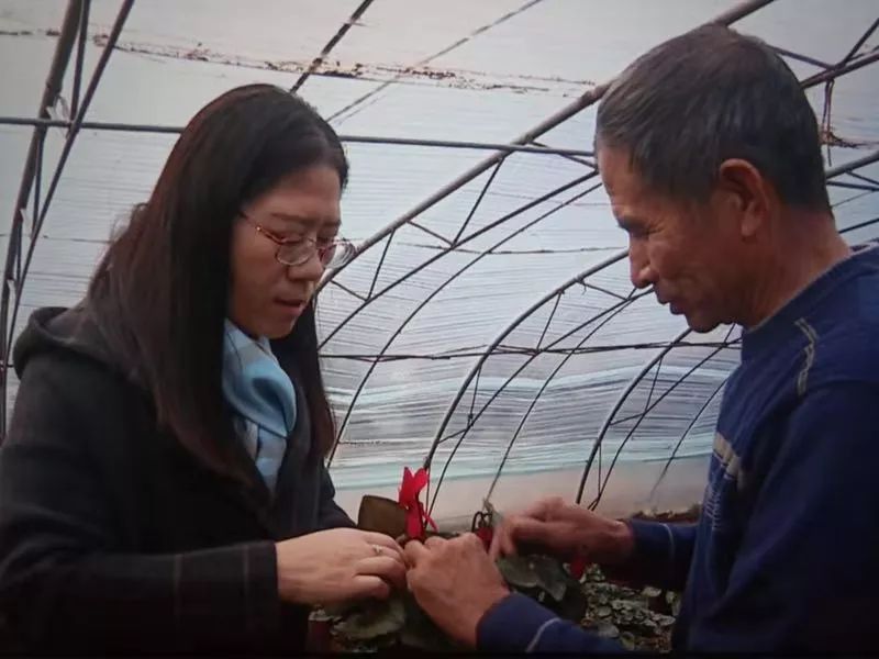 花卉栽培视频_致富花卉种植视频_种植花卉的视频