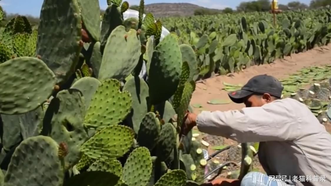 种植胭脂米致富_胭脂米种子一斤多少钱_胭脂米亩产量