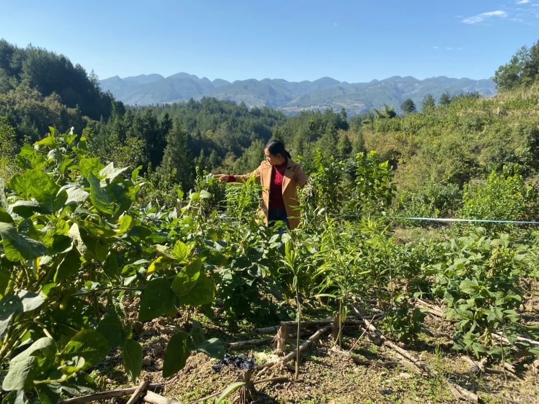 药材种植引领农民致富_中药材致富_药材种植业致富项目