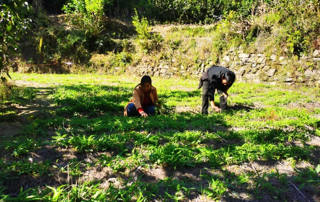 药材种植引领农民致富_中药材致富_药材种植业致富项目