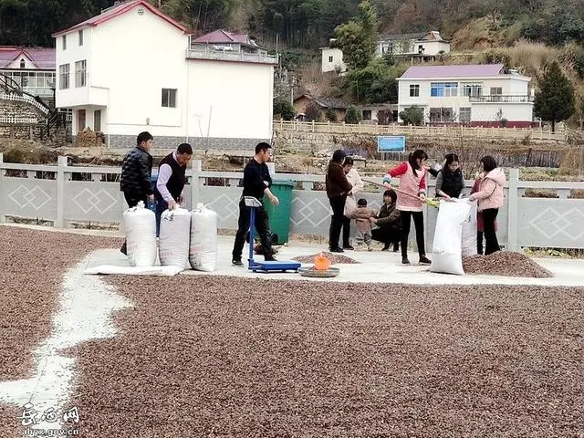 致富经瓜蒌种植视频_致富经瓜蒌种瓜蒌的视频_致富经山东瓜蒌