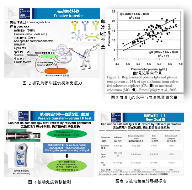 养殖东北母牛技术视频_东北母牛养殖技术_养殖东北母牛技术与管理