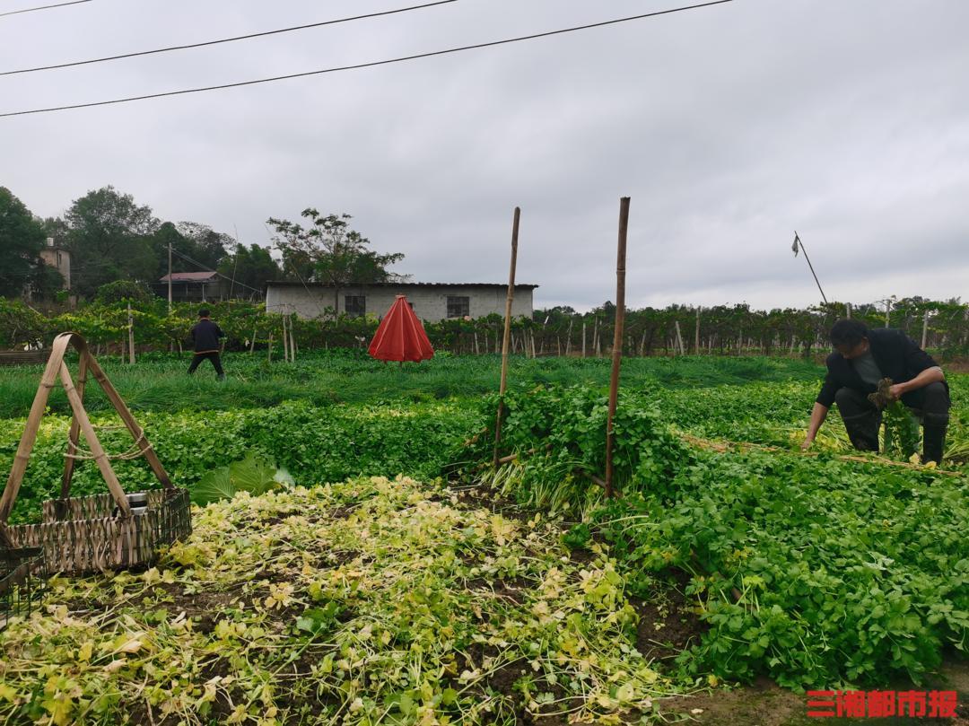 株洲百万斤蔬菜滞销，种植户急盼客商