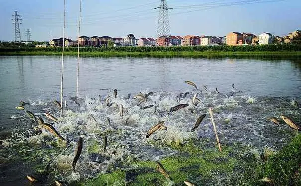 养殖水花技术乌鱼怎么做_养殖水花技术乌鱼视频_乌鱼水花养殖技术