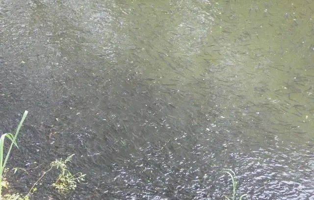 养殖水花技术乌鱼怎么做_养殖水花技术乌鱼视频_乌鱼水花养殖技术