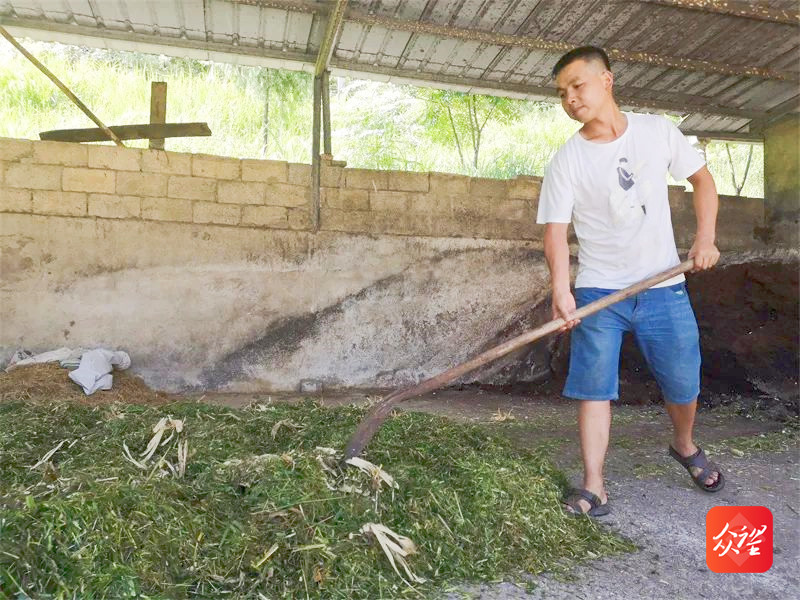 致富经利用黑麦草养猪_黑麦草养猪好吗_致富养猪利用黑麦草种植