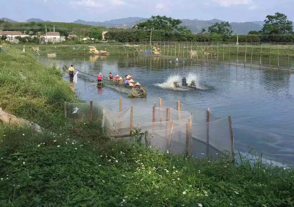 养殖水花技术乌鱼怎么做_乌鱼水花养殖技术_水花黑鱼苗如何养殖