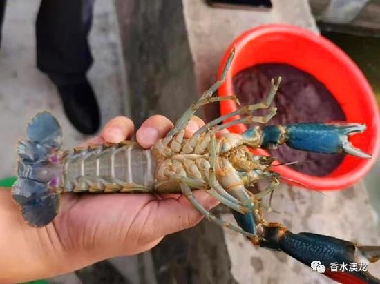 致富经花卉种植_致富养殖什么最赚钱_致富花养殖方法