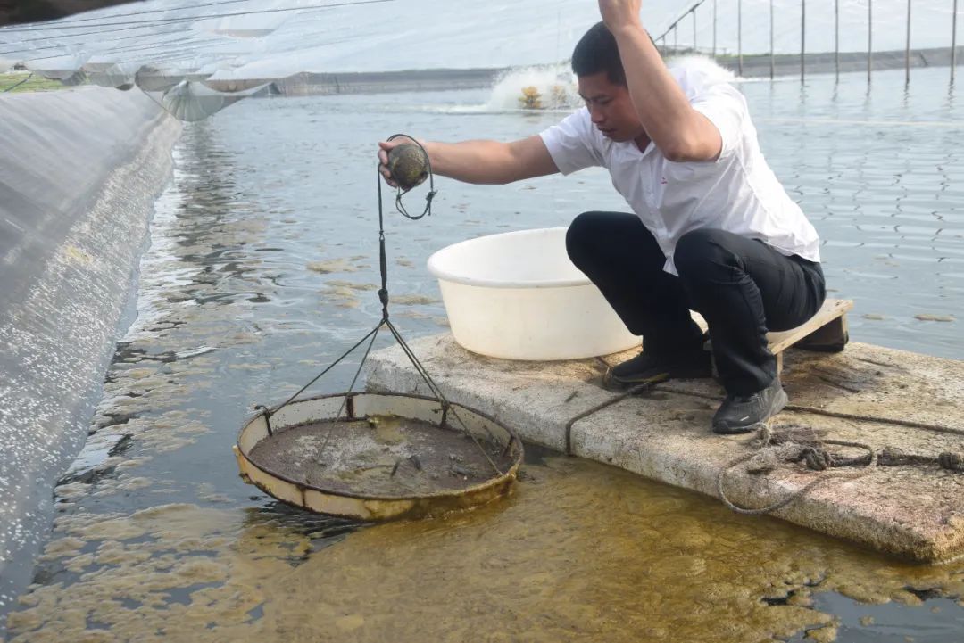 致富经室内养虾视频_致富经淡水虾养殖视频_养殖虾如何致富