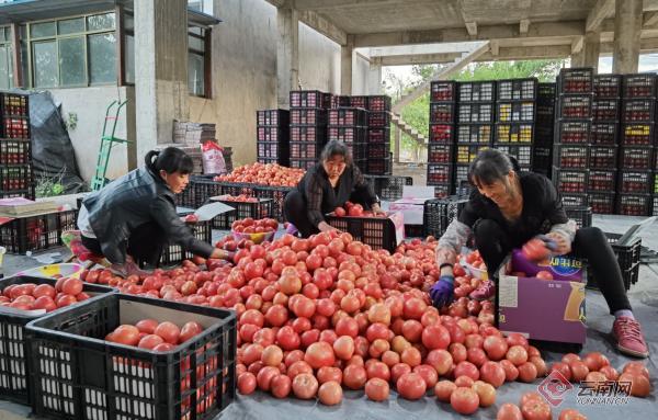 云南双柏县：6300亩西红柿规模化种植让群众搭上致富快车