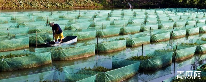 致富养殖鳝鱼王忠华视频_致富经鳝鱼养殖王忠华_致富经黄鳝养殖王中华