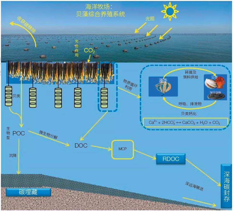 张继红等：服务碳中和目标：海水养殖践行“海洋负排放”的途径