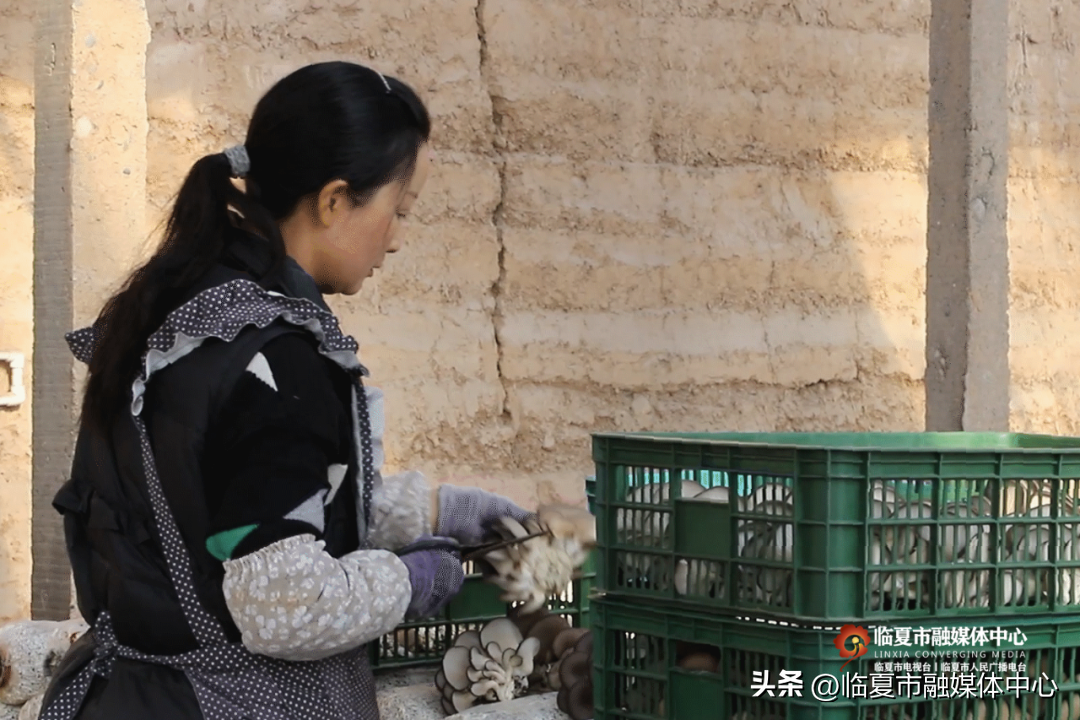 农民种植致富伞_致富种植视频全集_致富经种植业