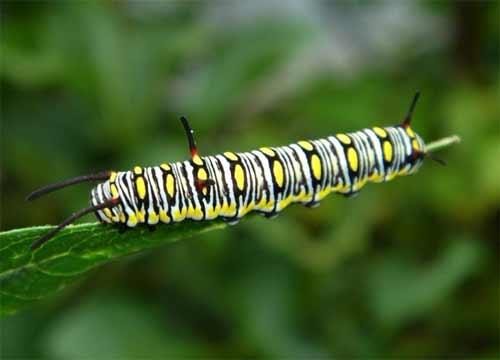 虫的养殖_鸟虫怎么养殖技术_鸟虫的养殖技术