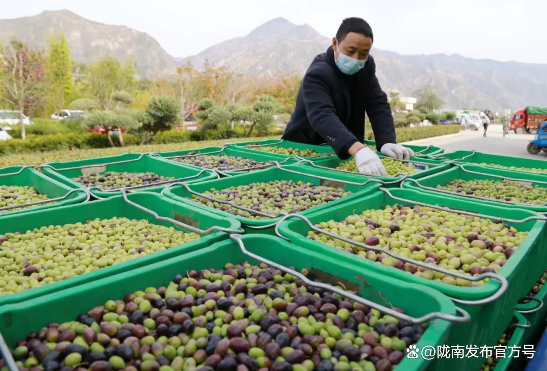 云南农民种植致富树_云南种植什么树挣钱_云南农村种植