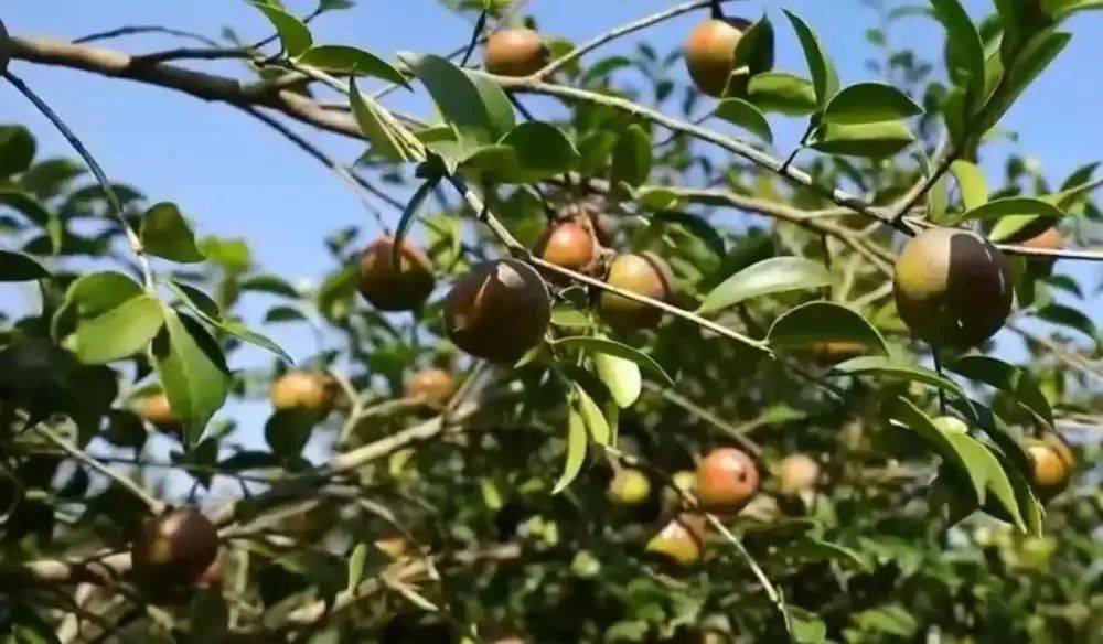 种植油茶，乡村振兴的致富路