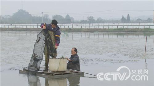 视频致富养殖鳜鱼技术教程_致富经鳜鱼养殖技术视频_鳜鱼养殖最新技术视频7