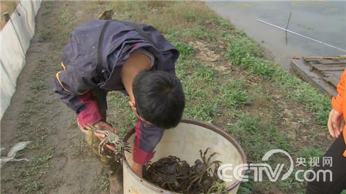 致富经鳜鱼养殖技术视频_鳜鱼养殖最新技术视频7_视频致富养殖鳜鱼技术教程