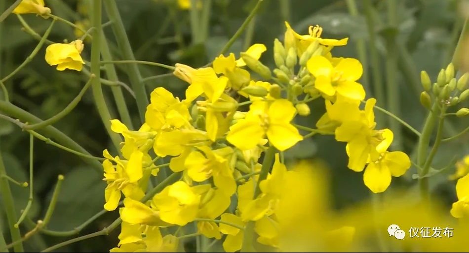 致富经油菜种植_致富经种植油菜_致富油菜种植视频