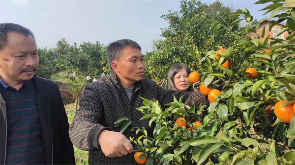 水果致富经_致富经水果视频_视频致富水果怎么做