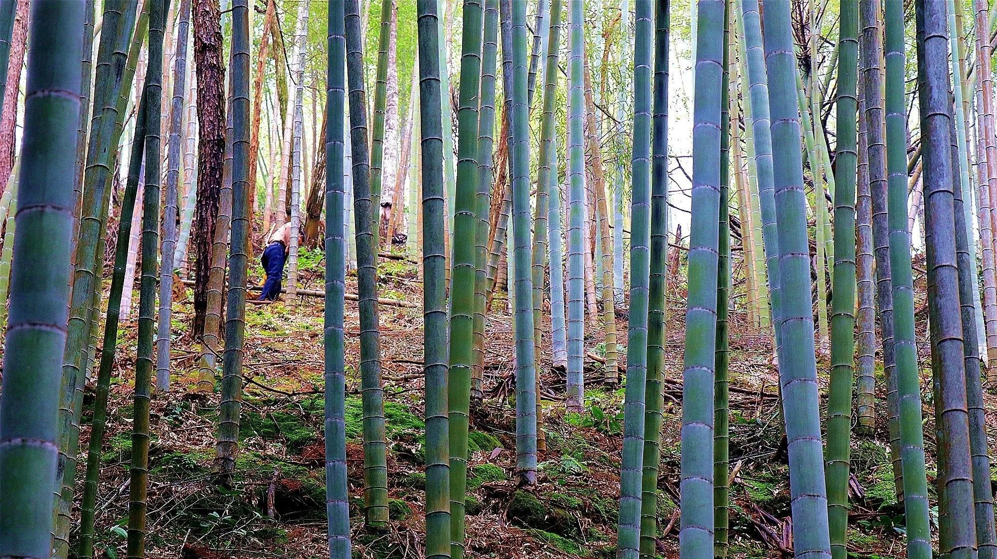 种植致富新项目_致富种植项目新闻稿_致富种植项目新闻