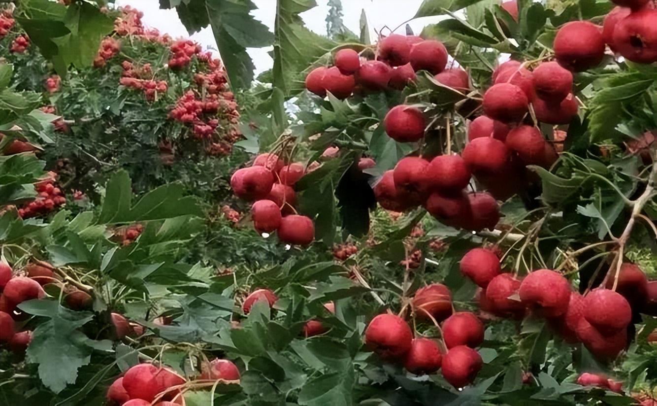 致富种植项目新闻报道_种植致富新项目_致富种植项目新闻稿