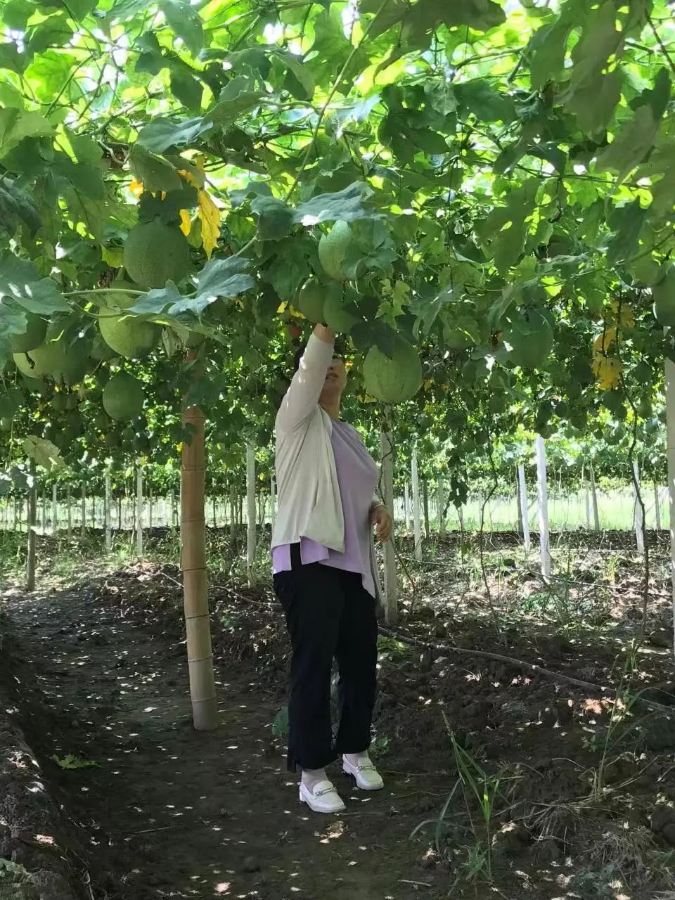 成效作物优质推广经验怎么写_优质作物推广成效及经验_推广农作物