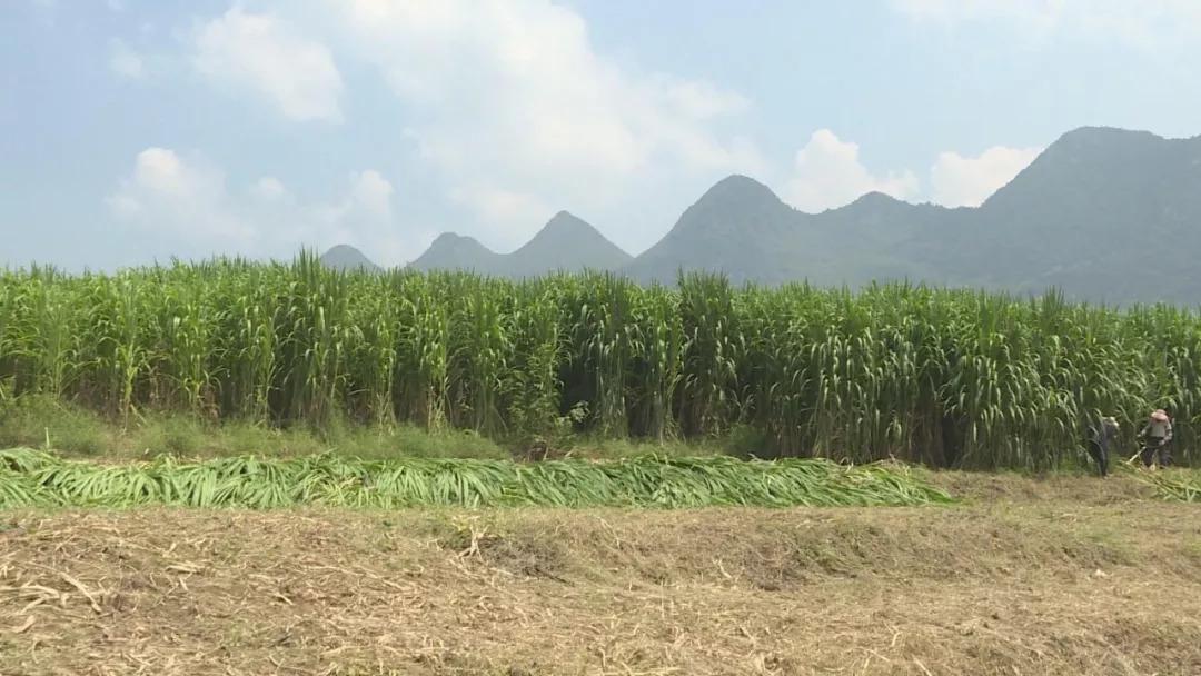 关岭大理村：种出一片致富草