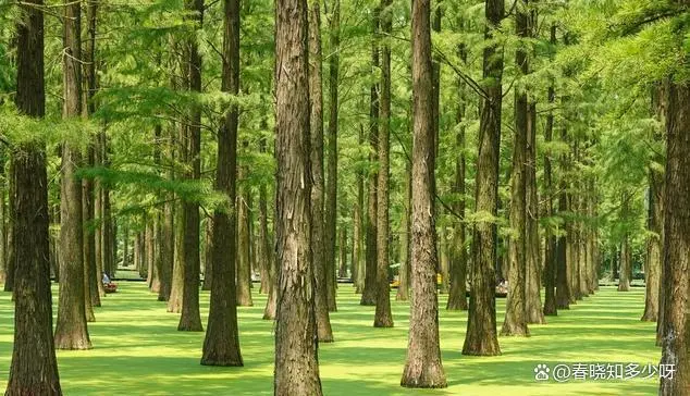 致富经樟树带来的财富_式神可以为人们带来财富_买商铺致富财富小故事