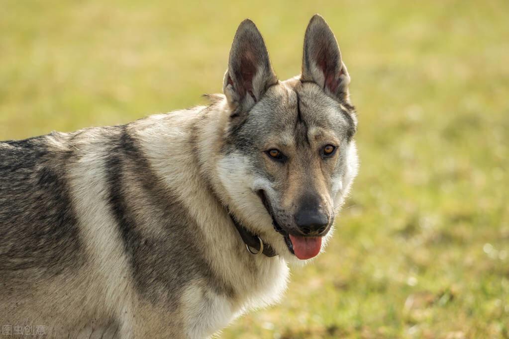 捷克狼犬养殖基地_致富捷克养殖狼犬视频_养殖捷克狼犬致富