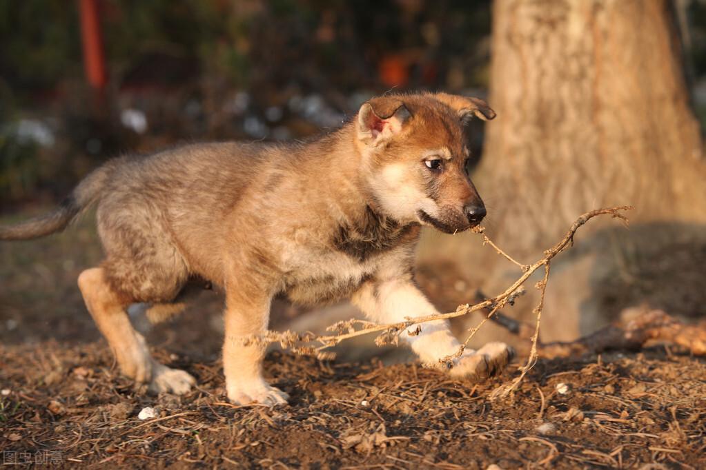 捷克狼犬养殖基地_致富捷克养殖狼犬视频_养殖捷克狼犬致富