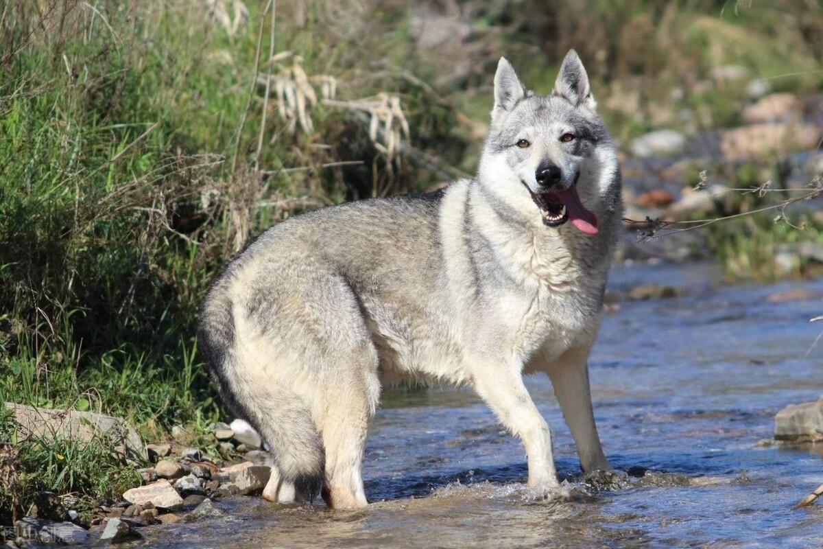 养殖捷克狼犬致富_捷克狼犬养殖基地_致富捷克养殖狼犬视频