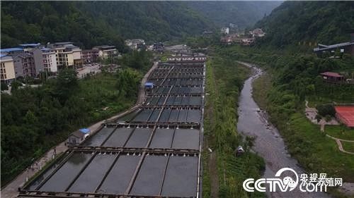 致富经湖北鲟鱼_致富湖北鲟鱼图片_湖北鲟鱼苗哪里有卖的