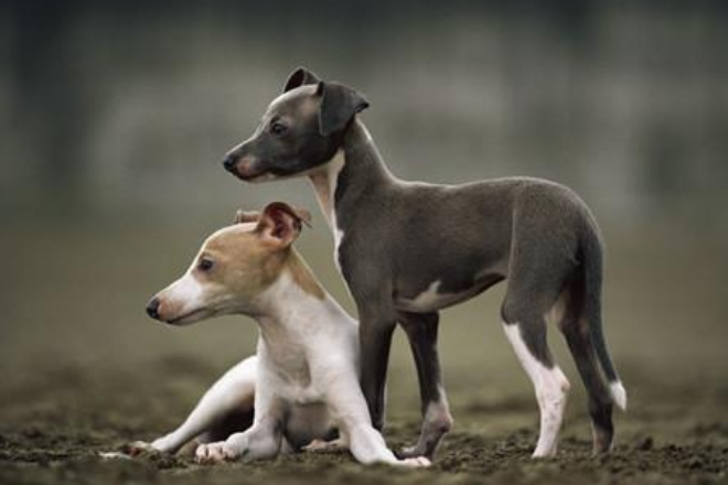 捷克狼犬养殖基地_致富捷克养殖狼犬视频_养殖捷克狼犬致富