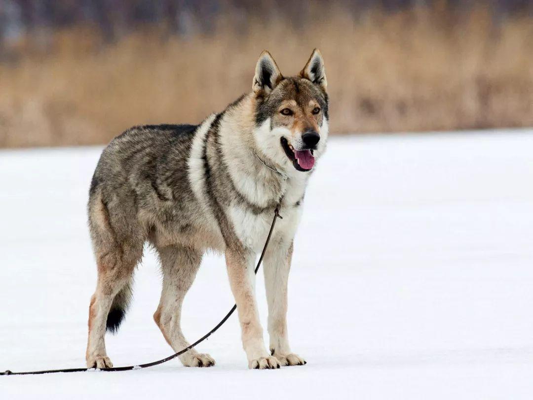 狼的威严，犬的忠诚——捷克狼犬