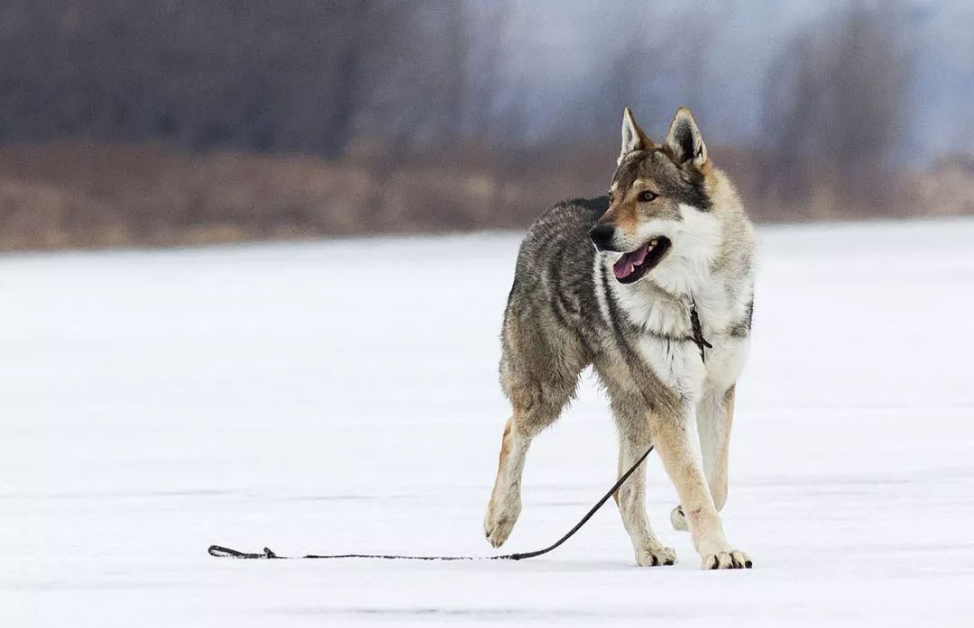 养捷克狼犬犬舍有几家_养殖捷克狼犬致富_致富捷克养殖狼犬视频