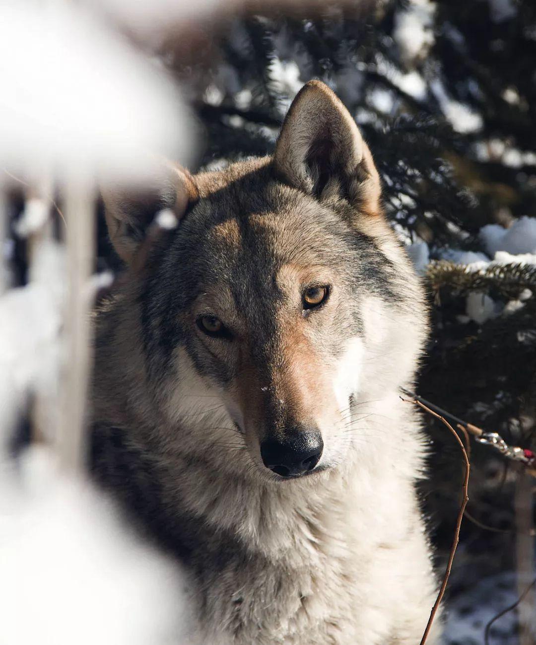 养捷克狼犬犬舍有几家_养殖捷克狼犬致富_致富捷克养殖狼犬视频