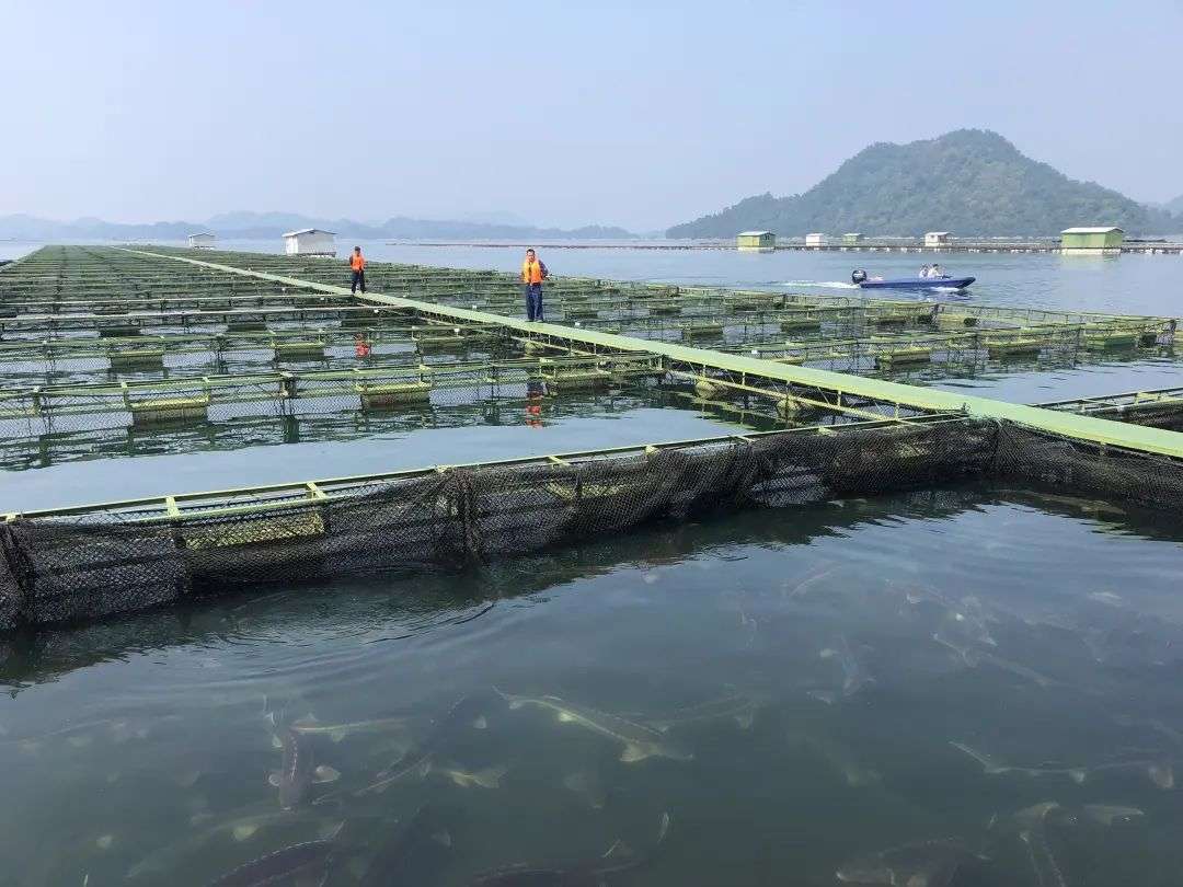 致富经湖北鲟鱼_湖北鲟鱼苗哪里有卖的_致富经鲟鱼