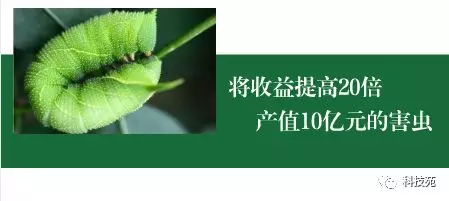 昔日害虫变宝贝 一条虫成就10亿元产业！