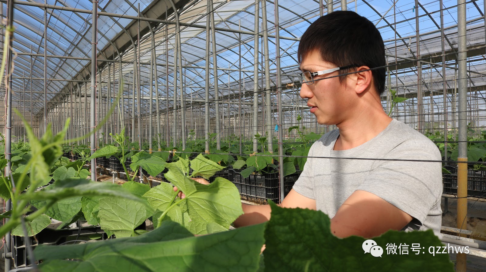 农村致富项目种植业_农业种植致富品种_致富种植农业品种有哪些
