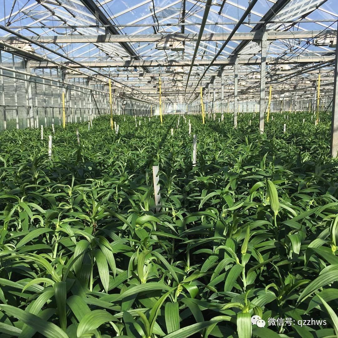 农村致富项目种植业_致富种植农业品种有哪些_农业种植致富品种
