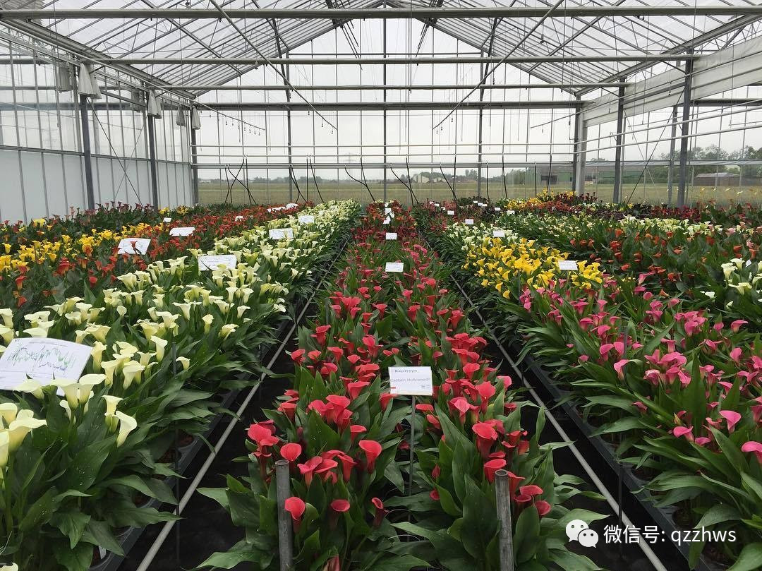 农业种植致富品种_致富种植农业品种有哪些_农村致富项目种植业
