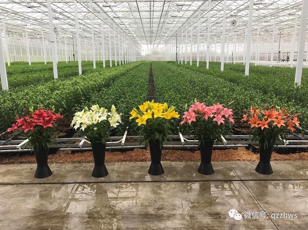 农业种植致富品种_农村致富项目种植业_致富种植农业品种有哪些