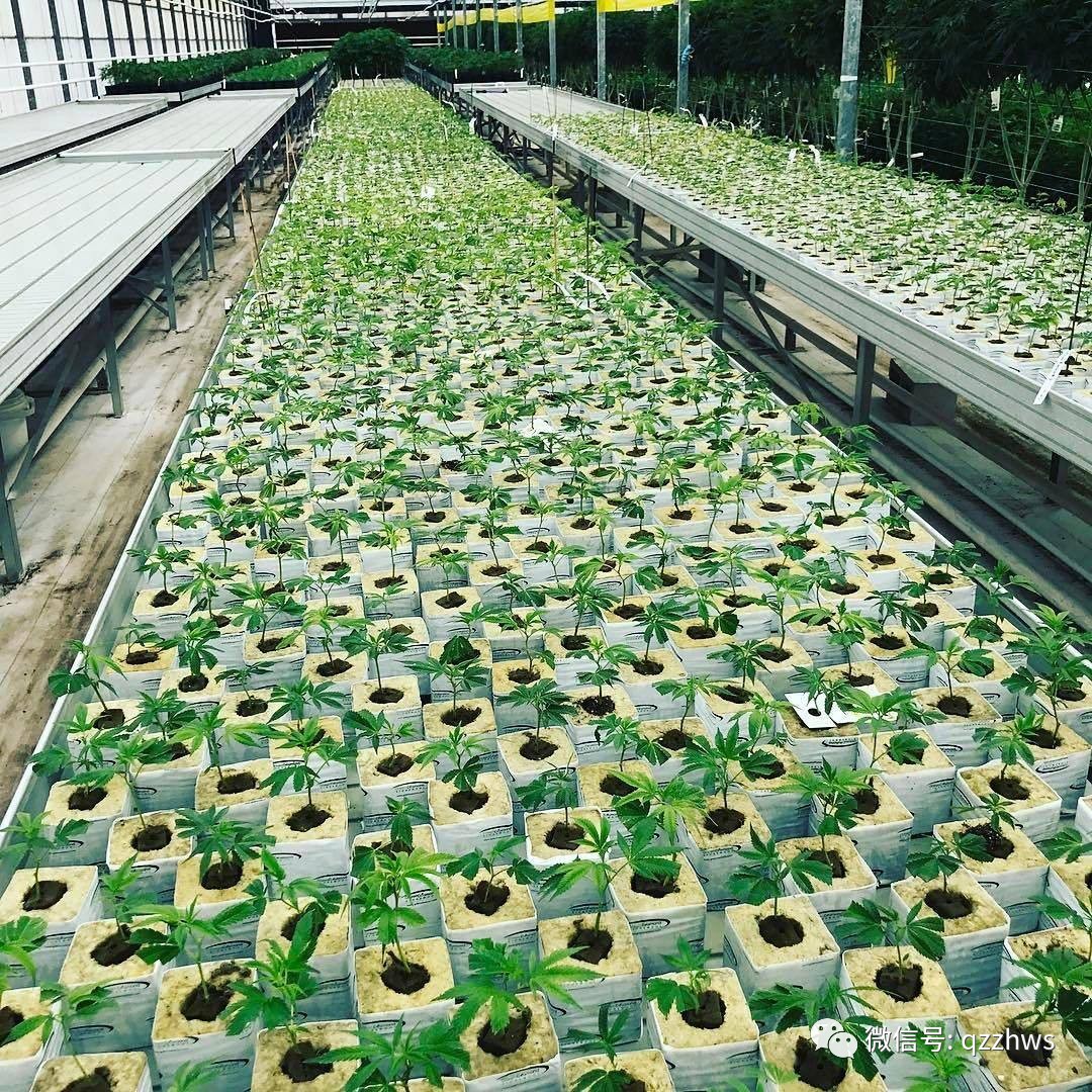致富种植农业品种有哪些_农业种植致富品种_农村致富项目种植业
