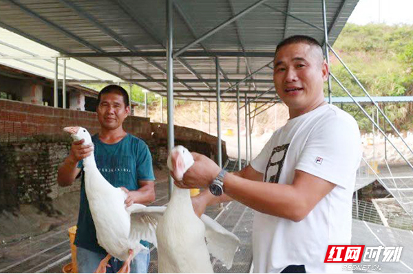 湖南十佳农民 || 退伍军人变身“鹅司令” 带领乡亲同致富