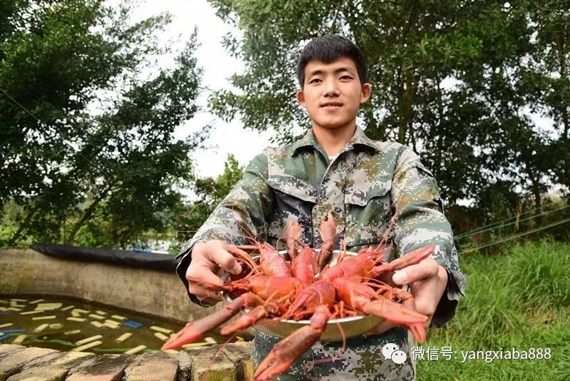 澳洲红鳌鳌虾_红鳌虾怎么养_致富经红鳌鳌虾