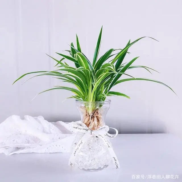 水培植物的经济价值_水培育植物_致富经水培植物