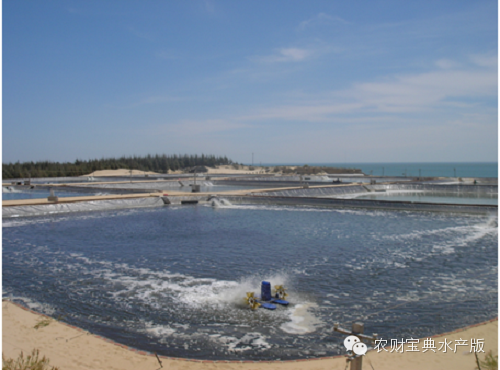 湖北罗氏虾养殖技术_湖北罗氏虾养殖基地_罗氏虾养殖技术视频